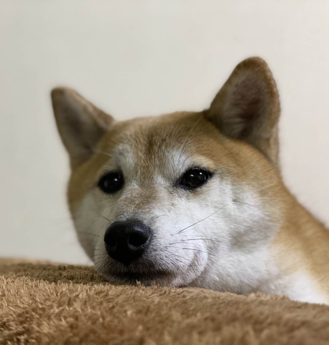 スタッフ
