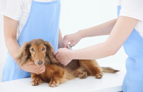 シニア犬や噛み癖がある子にトリミングできる | 静岡のペットショップ trimming salon sugar