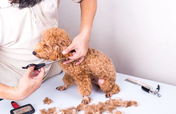 シニア犬のライフスタイルに合わせてカット | 静岡のペットショップ trimming salon sugar