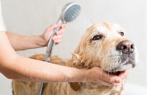 シニア犬と呼ばれる高齢犬にも優しく対応 | 静岡のペットショップ trimming salon sugar