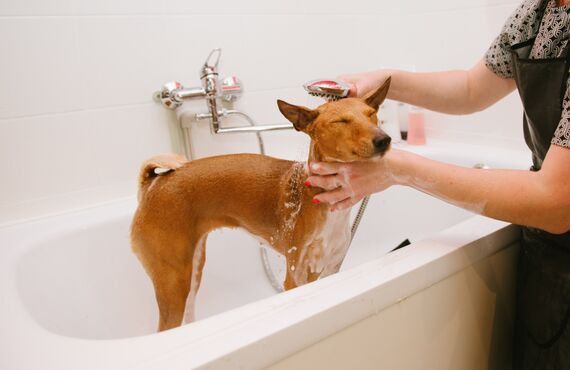 シニア犬のシャンプーやトリミングが得意 | 静岡のペットショップ trimming salon sugar