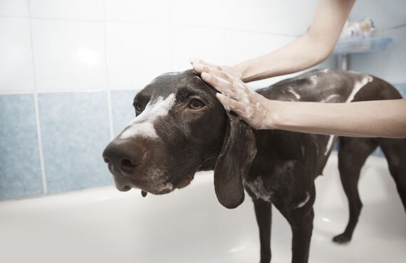シニア犬の肌の状態に合わせてトリミング | 静岡のペットショップ trimming salon sugar