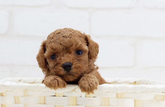 小型犬から大型犬まで対応できるペットホテル | 静岡のペットショップ trimming salon sugar