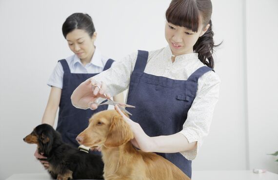 安全で快適な環境を確保するペットホテル | 静岡のペットショップ trimming salon sugar