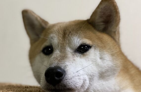 長泉町で高齢犬に優しいトリミングといえばトリミングサロンsugar♪